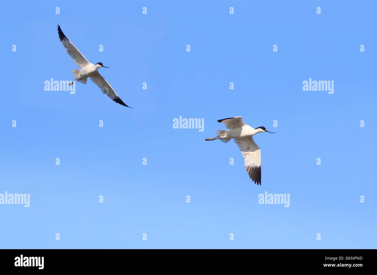 Due comunità Pied avocette (Recurvirostra avosetta) in volo Foto Stock