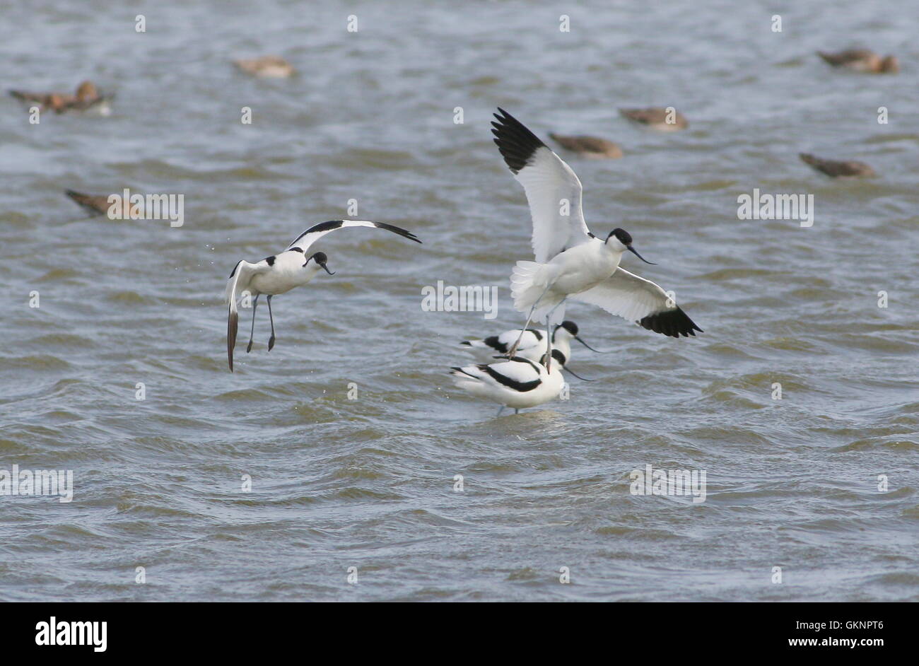 Unione Pied avocette (Recurvirostra avosetta) prendendo il largo in volo, due ulteriori rovistando in background Foto Stock