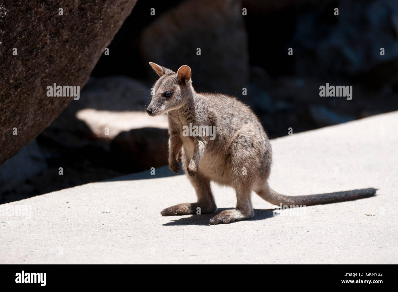 Allied Rock Wallaby (Petrogale assimilis) su Magnetic Island, Queensland Foto Stock