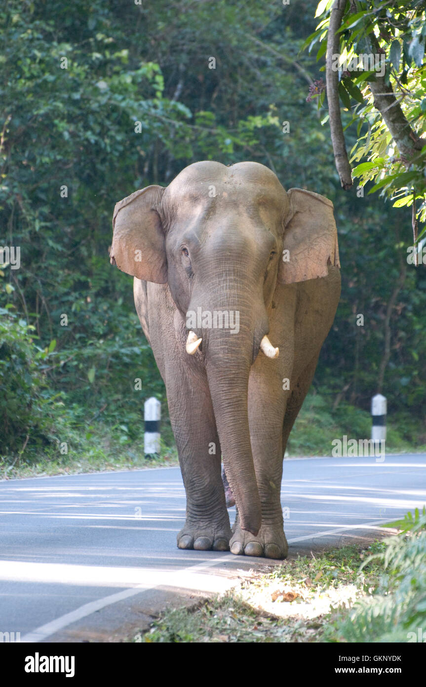 Elefante asiatico (Elephas maximus) su una strada nel parco nazionale di Khao Yai, Thailandia Foto Stock