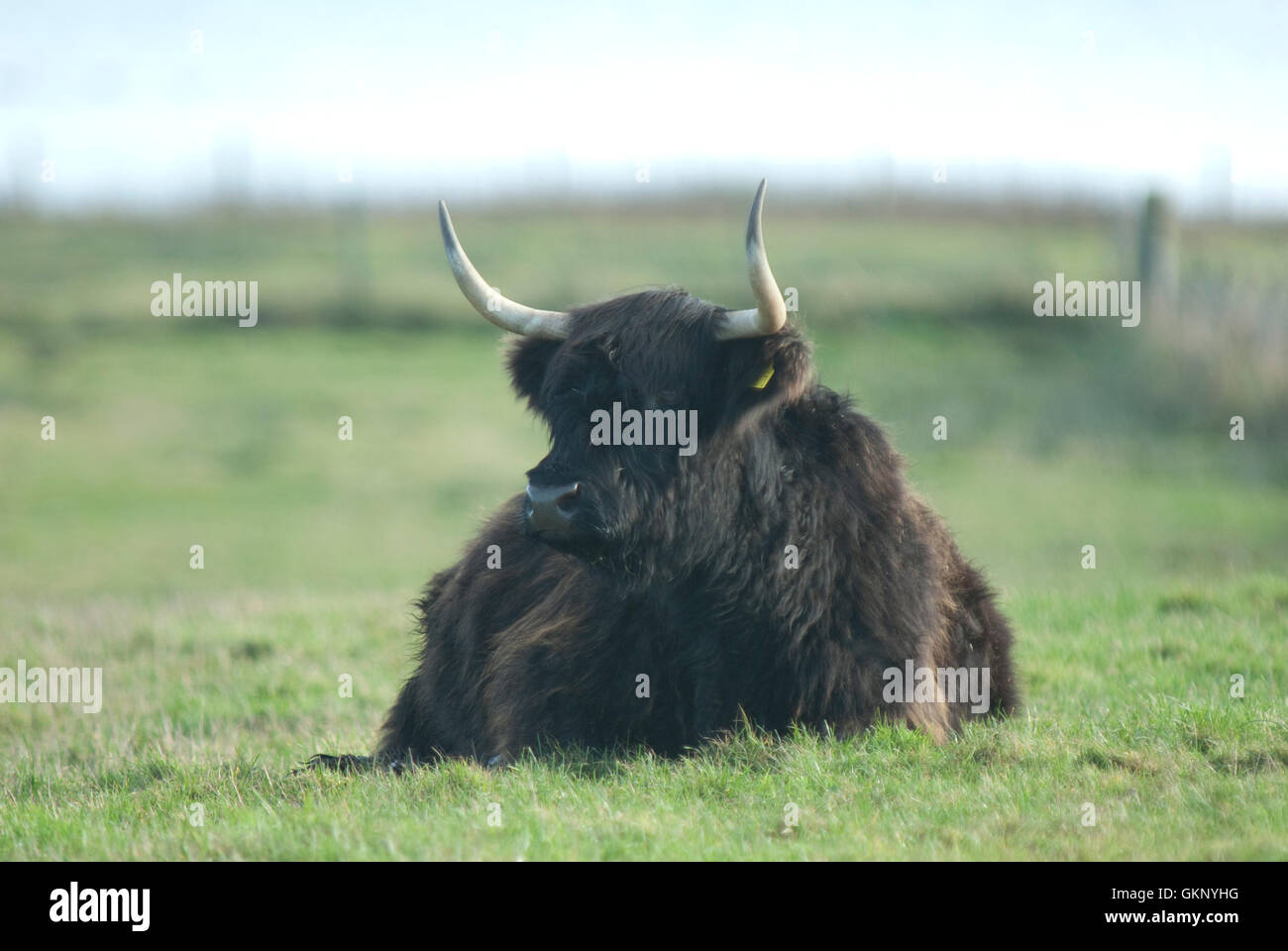 Nero Highland mucca in Scozia Foto Stock