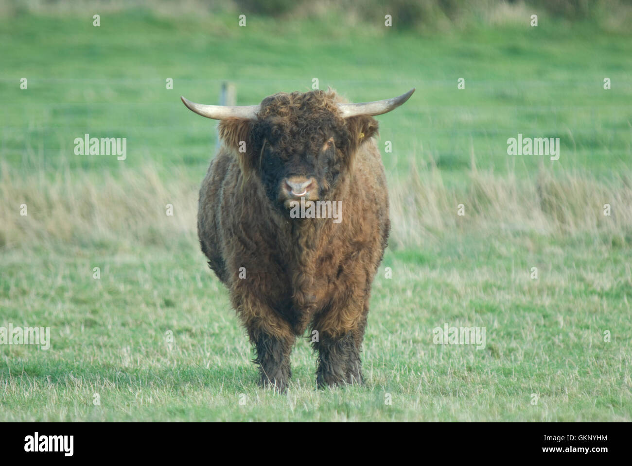 Highland Bull in Scozia Foto Stock