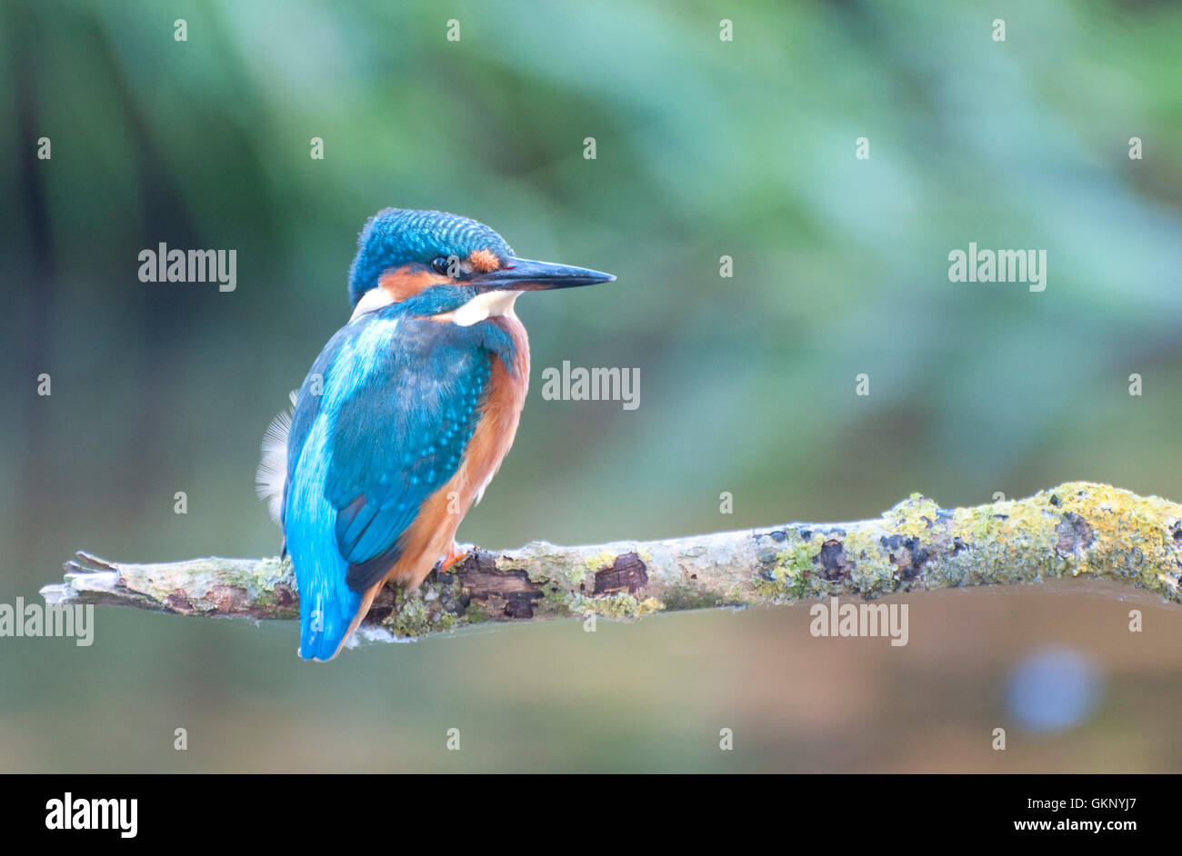 Common Kingfisher (Alcedo atthis) su un pesce persico Foto Stock