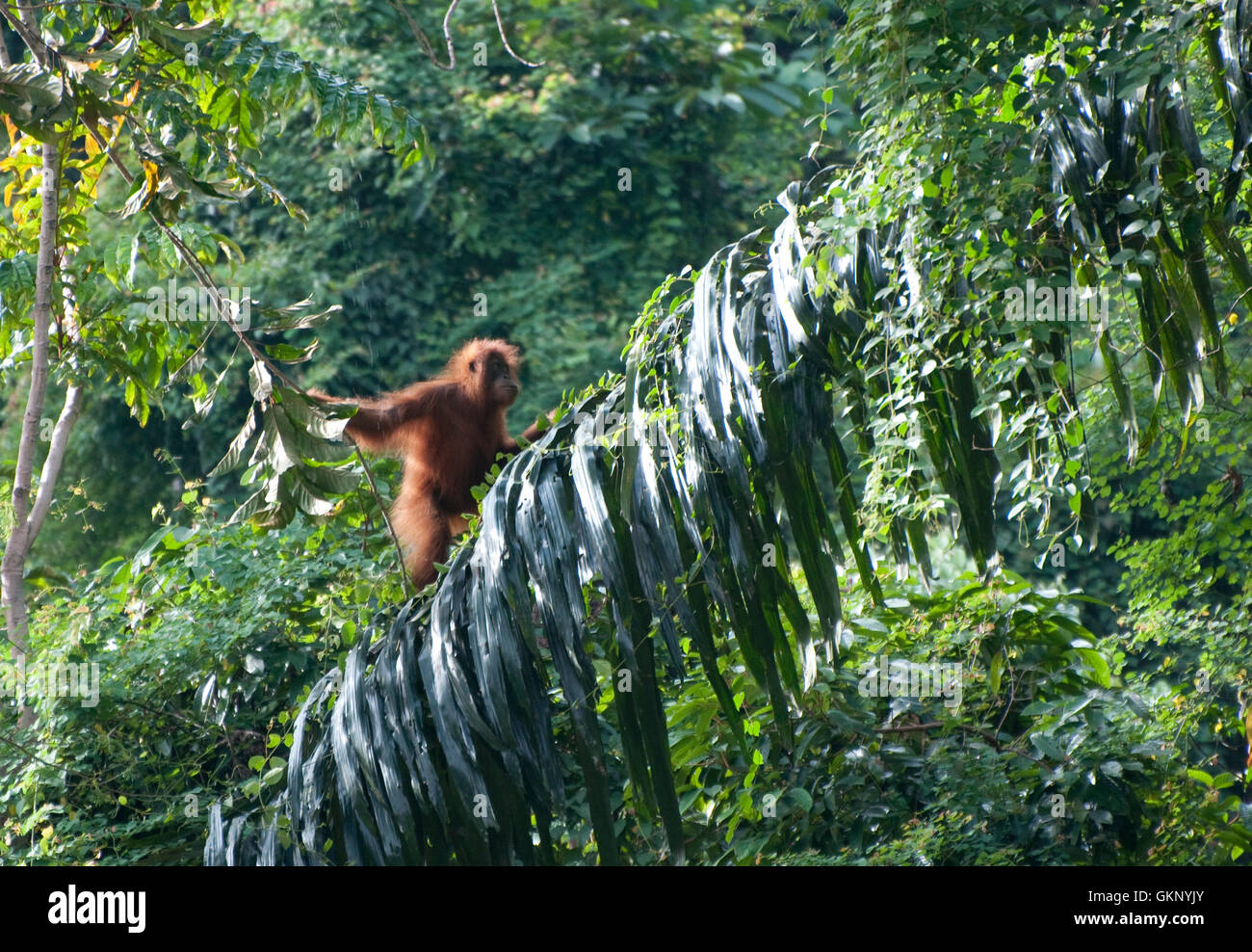 Giovani Orangutan di Sumatra (Pongo abelii) nella foresta pluviale in Bukit Lawang, Sumatra Foto Stock