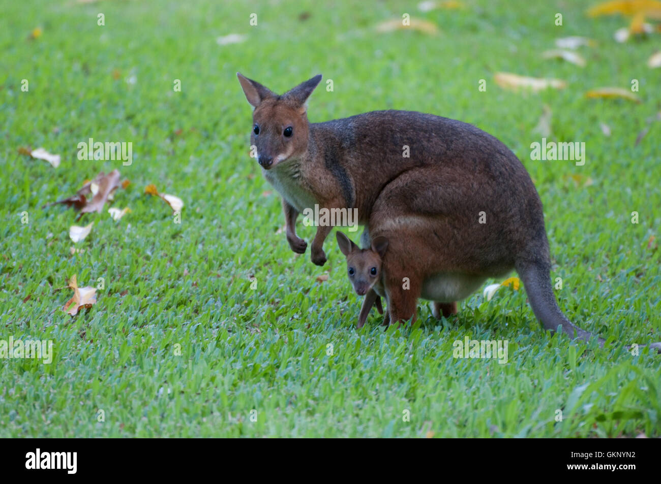 Red-gambe (Pademelon Thylogale stigmatica) con joey Foto Stock