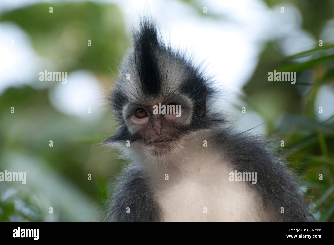 Thomas foglia della scimmia (Presbytis thomasi) in Bukit Lawang, Sumatra Foto Stock