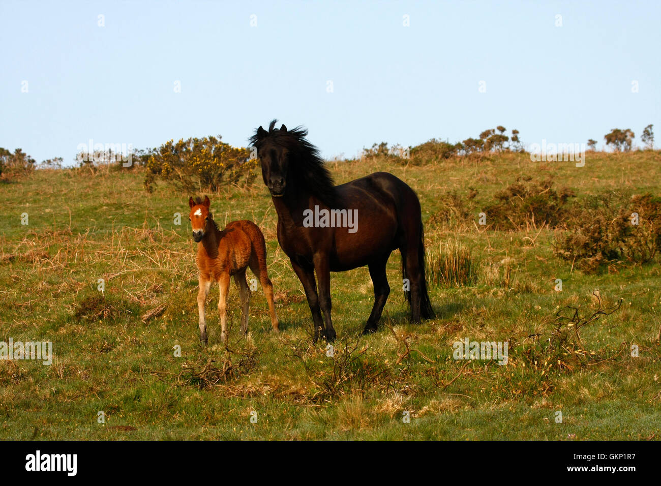 Dartmoor pony vagano liberi sulla brughiera, resistente hardy piccoli cavalli che possono vivere la terra tutto l'anno Wild & free Foto Stock