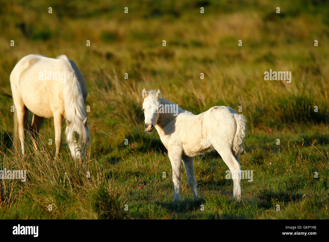 Dartmoor pony vagano liberi sulla brughiera, resistente hardy piccoli cavalli che possono vivere la terra tutto l'anno Wild & free Foto Stock