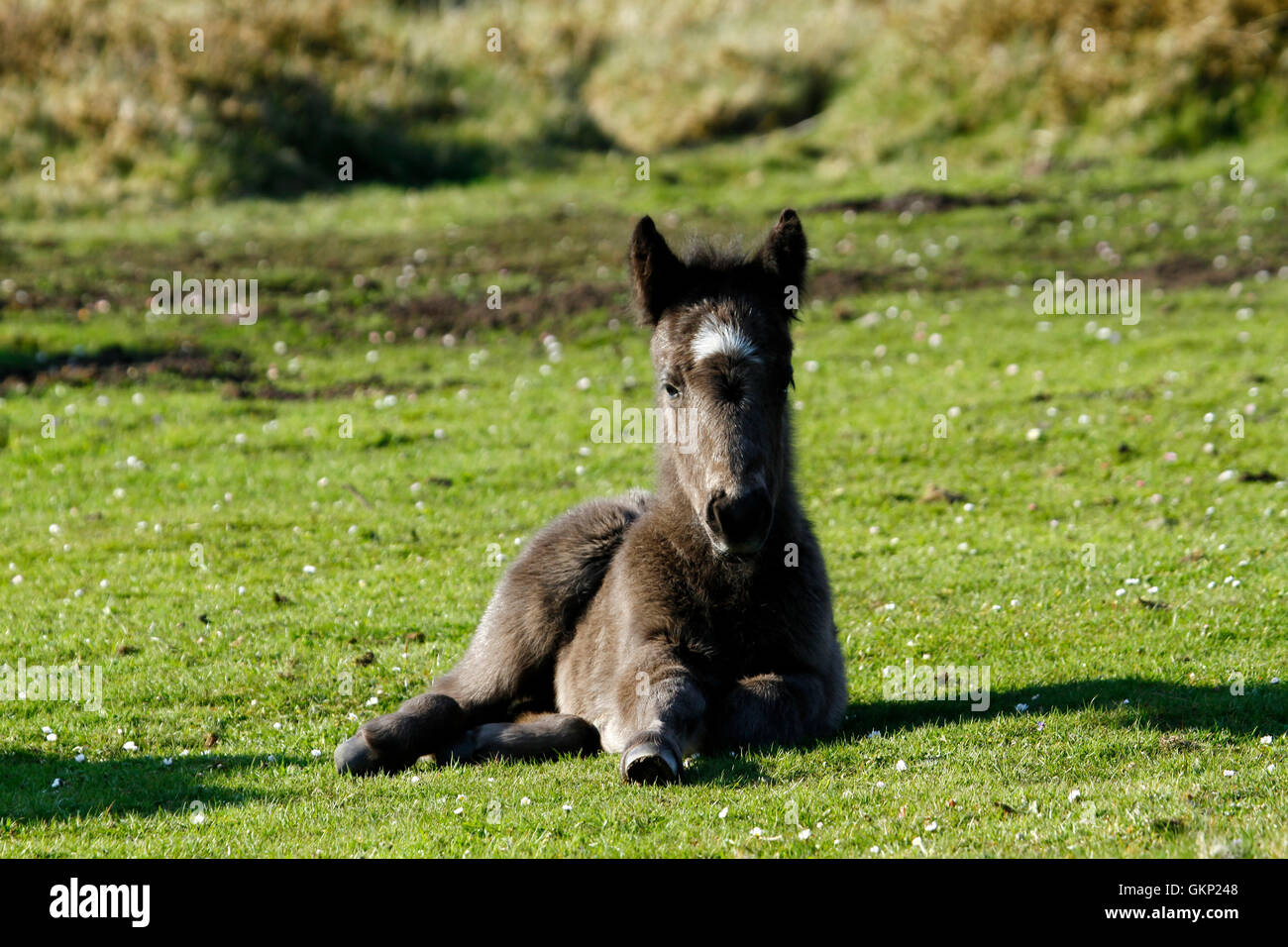 Dartmoor hill baby pony, puledro, sdraiati al sole il roaming Wild & free in alto la brughiera Foto Stock