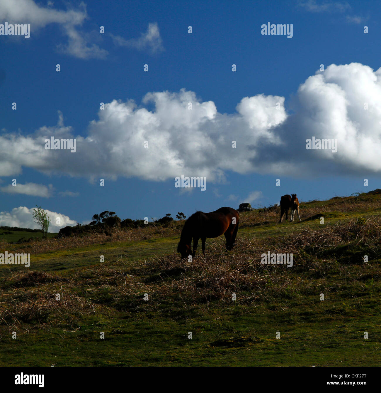 Dartmoor pony vagano liberi sulla brughiera, resistente hardy piccoli cavalli che possono vivere la terra tutto l'anno Wild & free Foto Stock