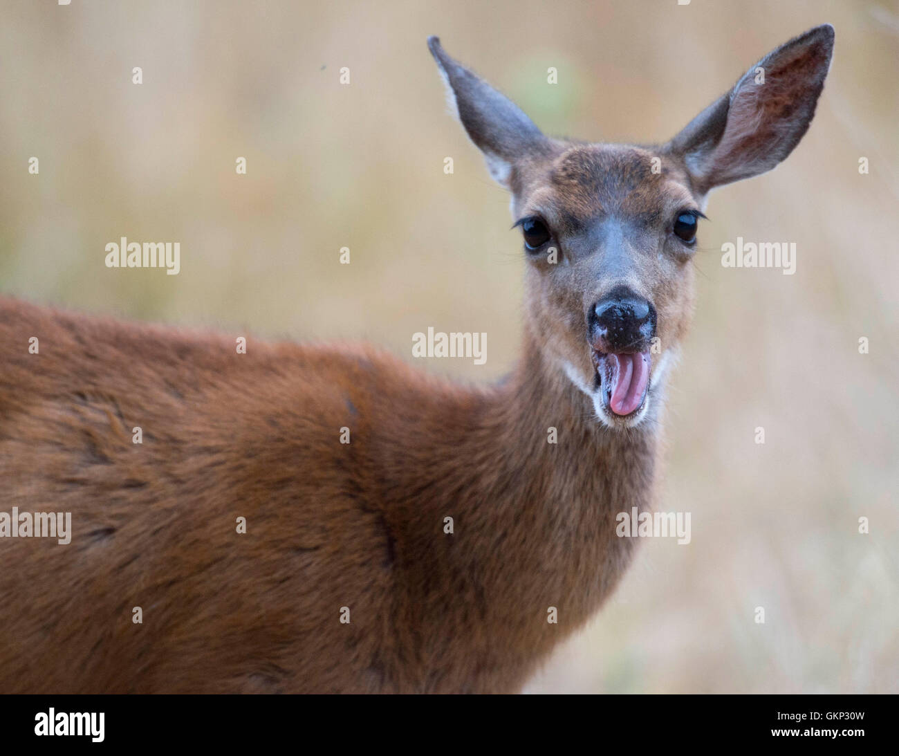 Elkton, Oregon, Stati Uniti d'America. 21 Ago, 2016. Una selvaggia nero-tailed deer doe feed su un amaro frutto di mela cotogna accanto a una strada di campagna nei pressi di Elkton nel sud-ovest dell'Oregon. Una mela cotogna è un aspro pera-come la frutta utilizzata in molte culture per farne confetture, gelatine, vini, liquori e altri piatti. Credito: Robin Loznak/ZUMA filo/Alamy Live News Foto Stock