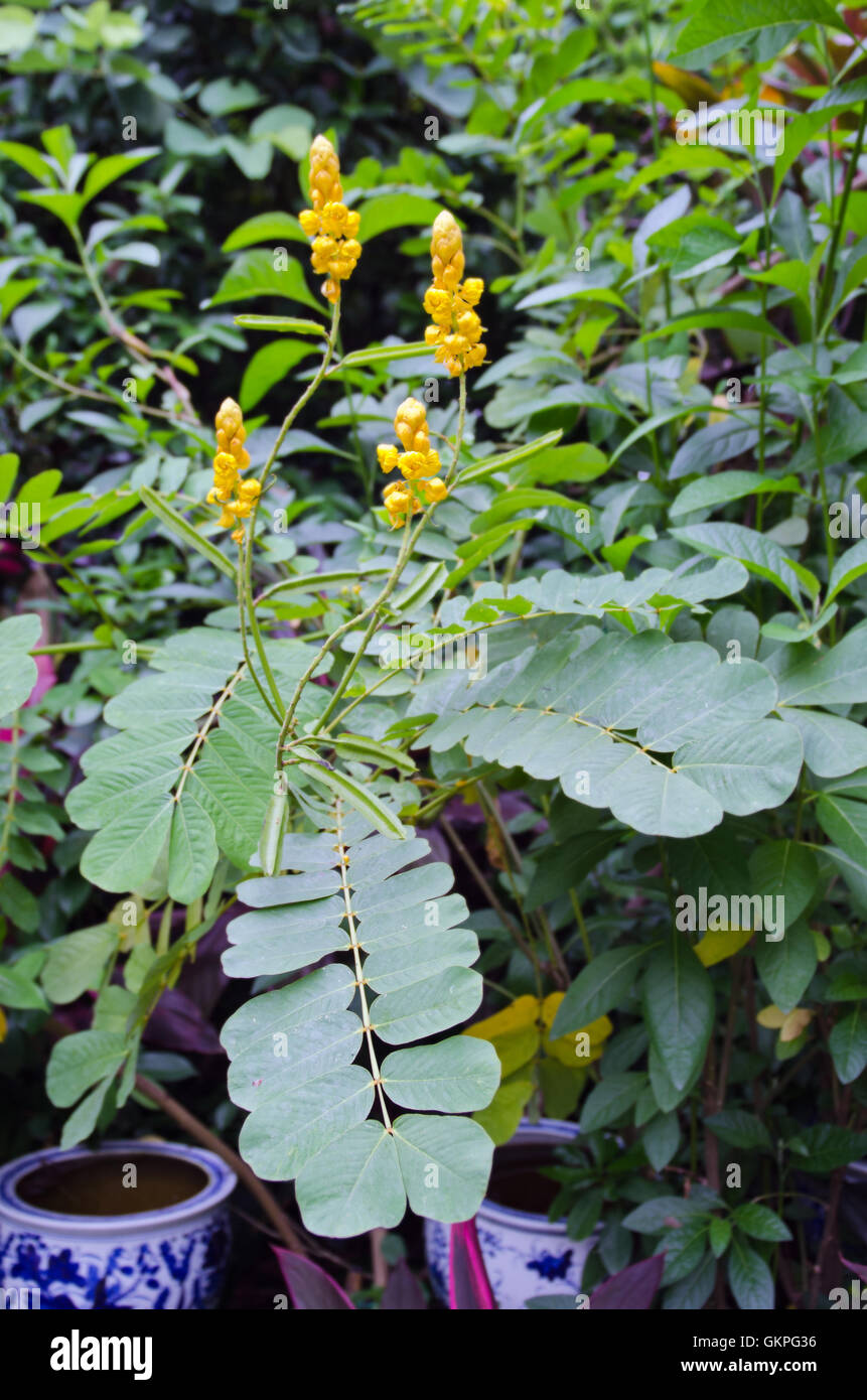 Fiore giallo di erbe digestivo nome struttura tigna Bush (chiamato anche come Cassia alata, Acapulo, candelabri bush, Candela bush, può Foto Stock