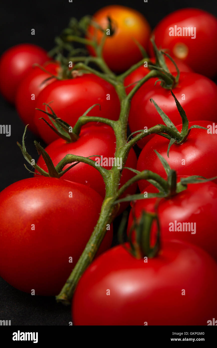 Il ramo di pomodori maturi cherry su sfondo nero Foto Stock