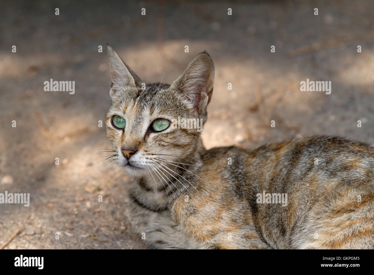 Gatto con grandi occhi verdi Foto Stock