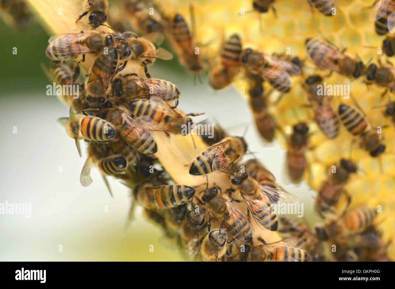 Le api sul favo di miele in apiario Foto Stock
