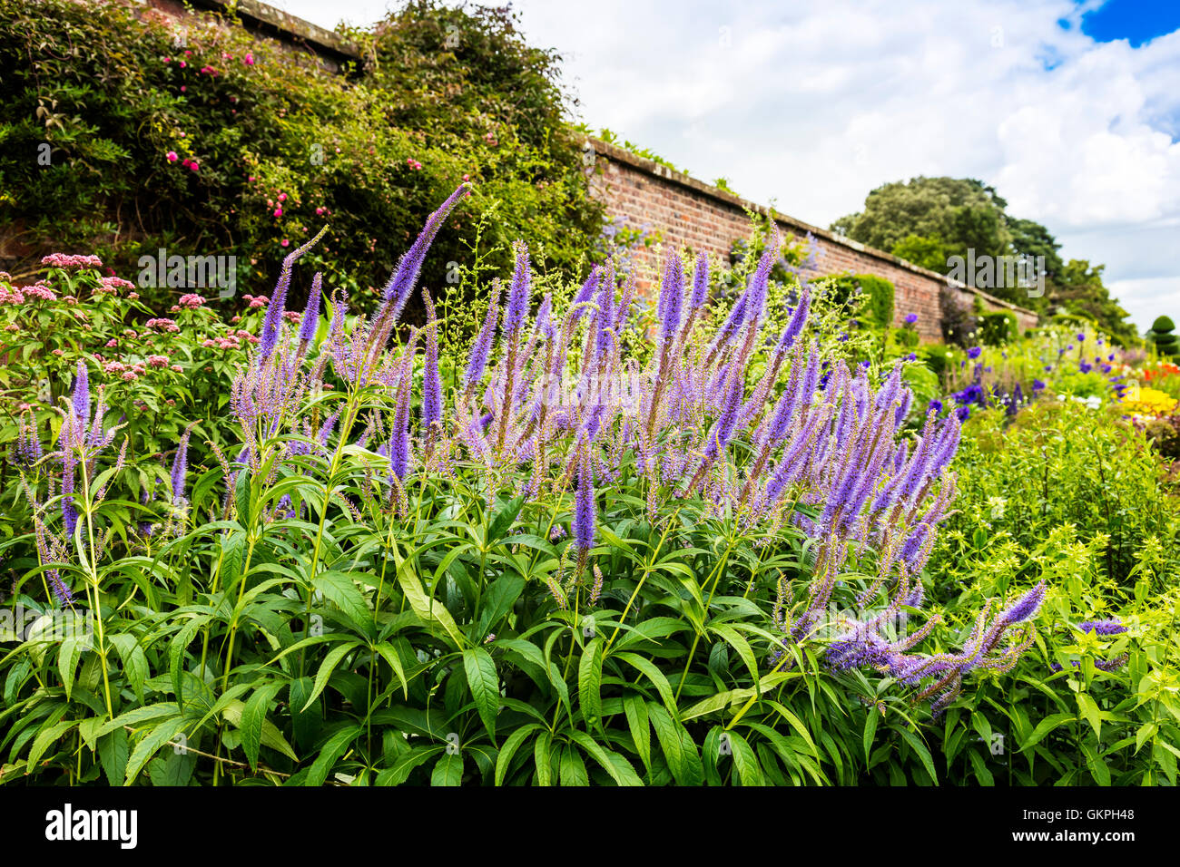 Tall blue pianta flowering Agastache in un confine erbacee. Foto Stock