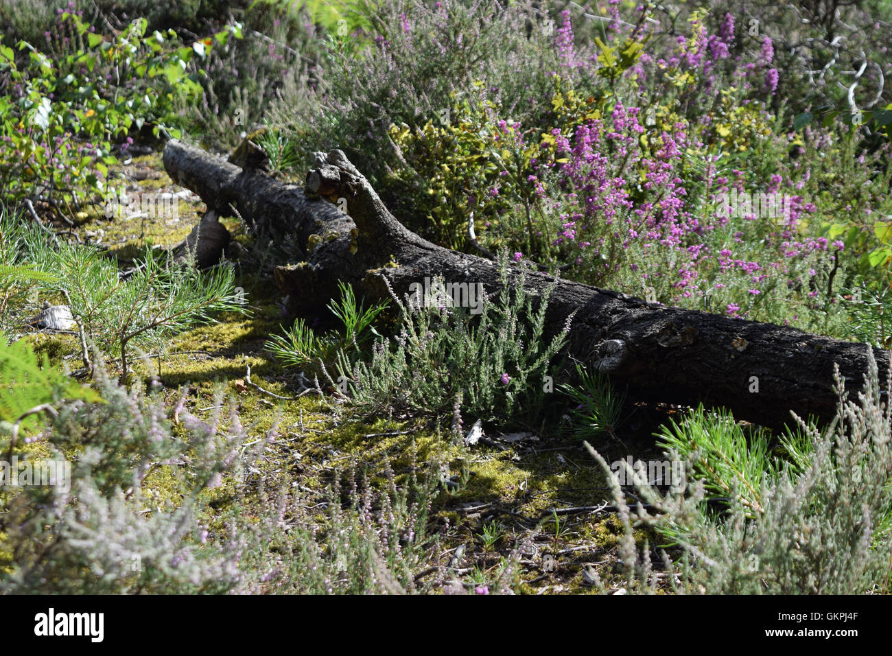 Wild heather ed erba tra registri in estate a Horsell Common, Surrey, Inghilterra Foto Stock