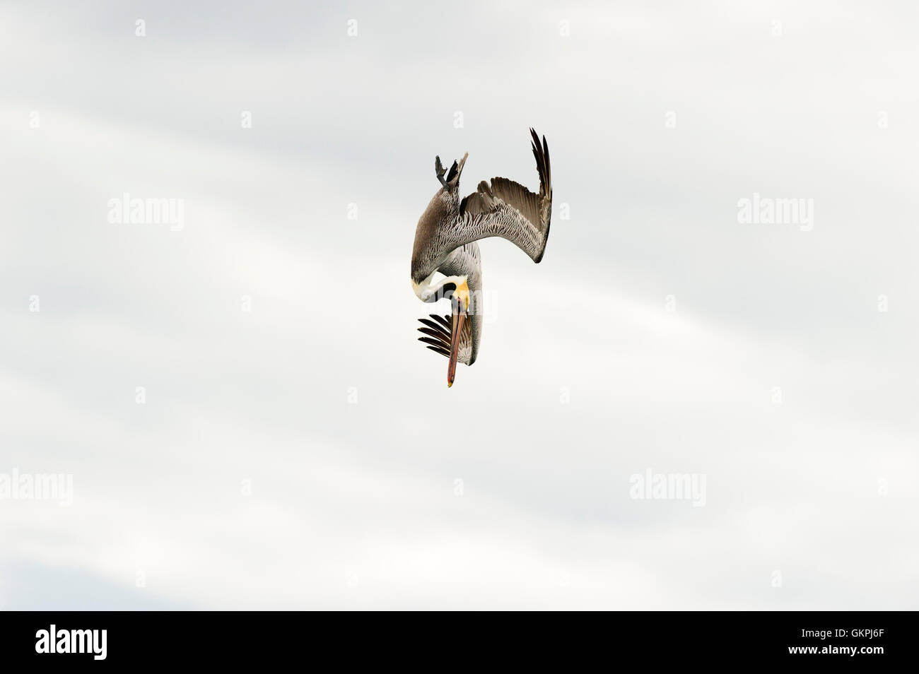Uccelli in volo è un grande uccello catturato graziosamente metà dive come egli appare sospeso in una metà posa dell'aria. Foto Stock