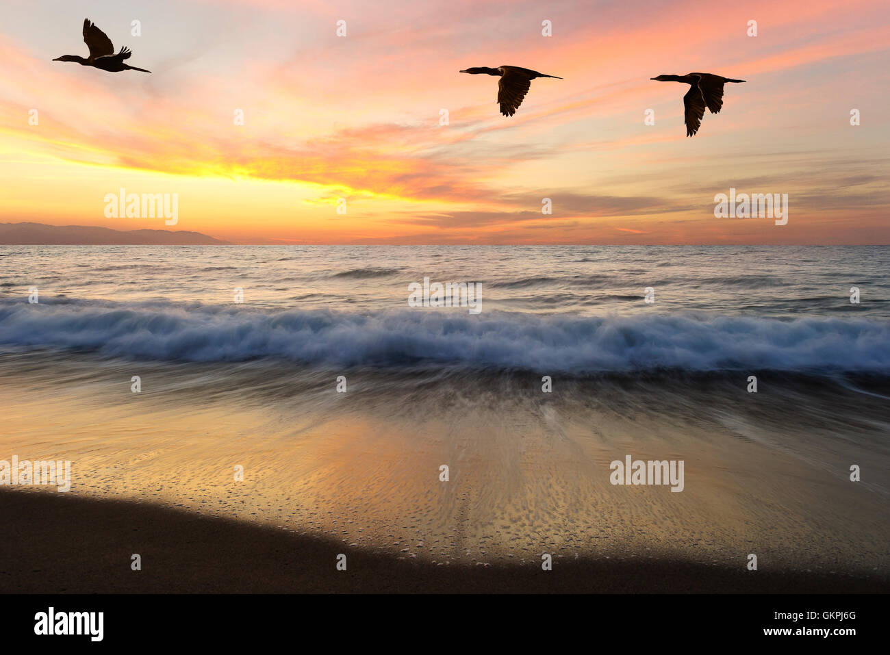 Ocean sunset uccelli bellissimi uccelli marini battenti come uno al tramonto come un oceano onda rotoli a terra Foto Stock
