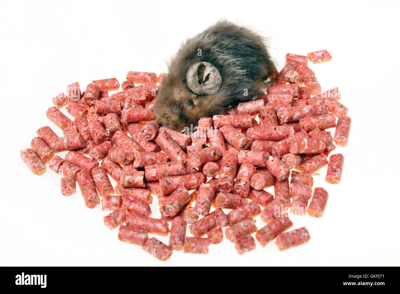 Il veleno di roditori e uno topi su sfondo bianco Foto stock - Alamy