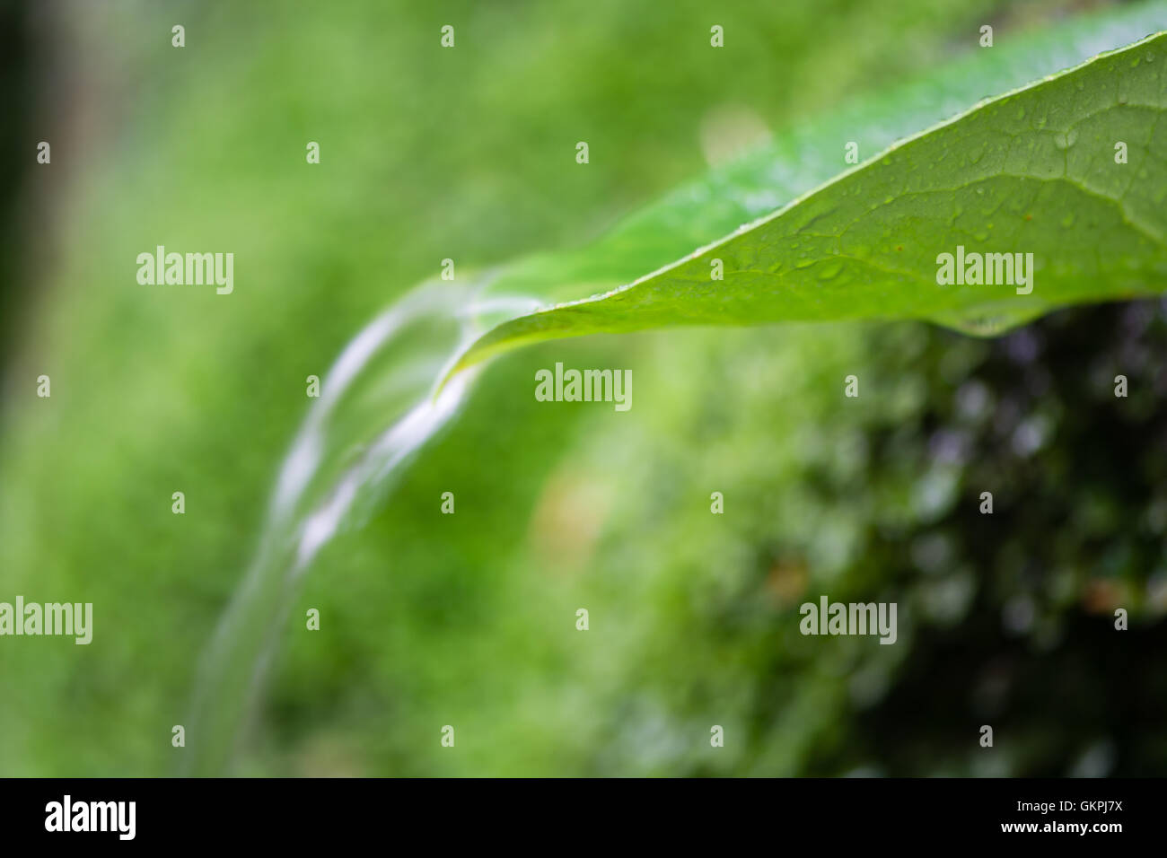 Acqua che scorre sulla foglia con sfondo verde. Acqua di sorgente di versarla sulla foglia di alloro lunga esposizione con motion blur Foto Stock
