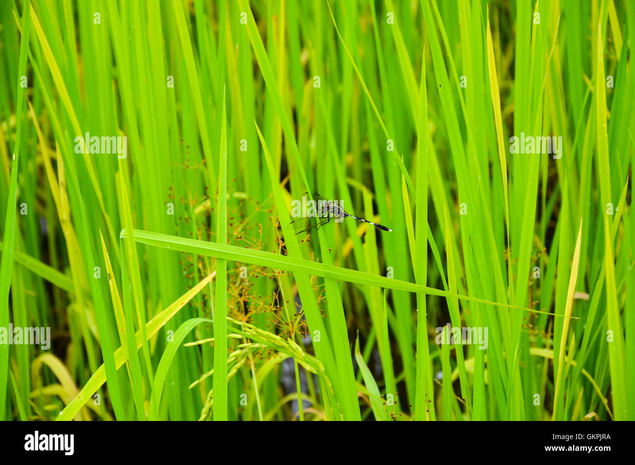 Dragon Fly sul verde vivace campo di riso, Siem Reap, Cambogia Foto Stock