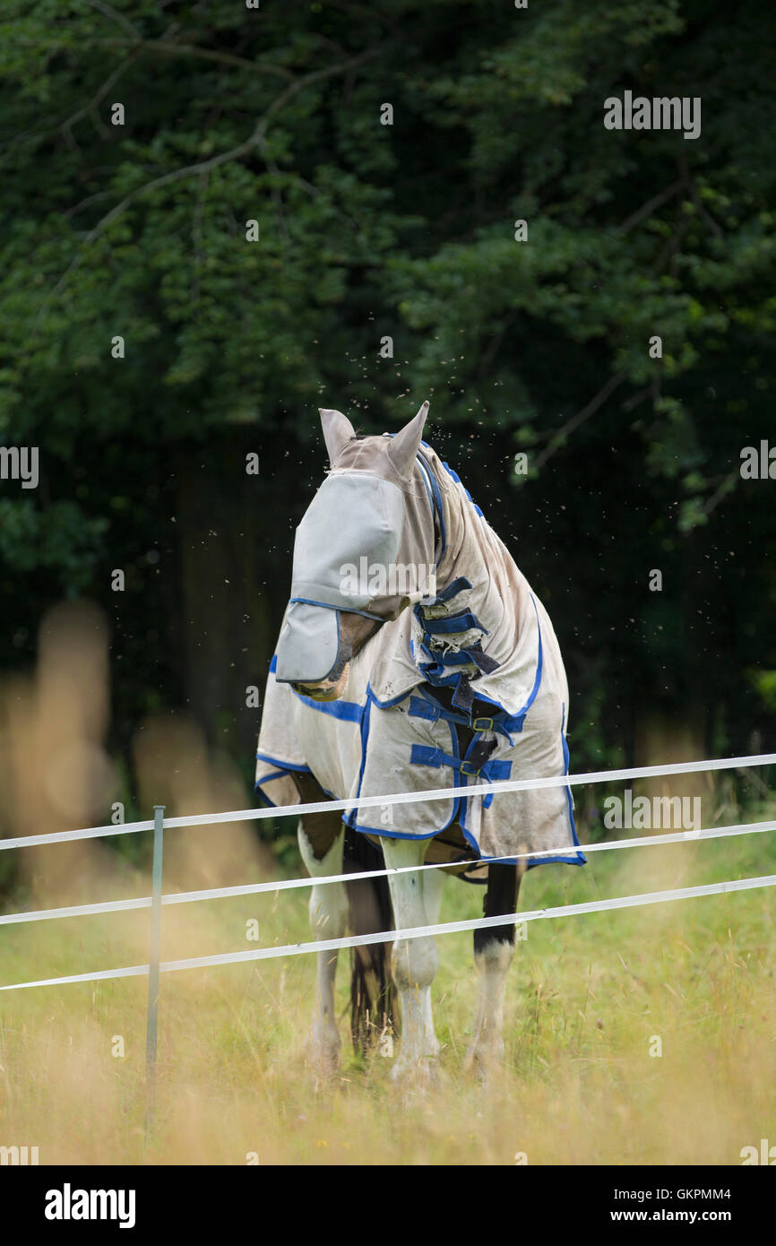Cavallo che indossa una maschera e un cappotto fatto dalla maglia di poliestere per proteggerlo da punture di insetti. Foto Stock