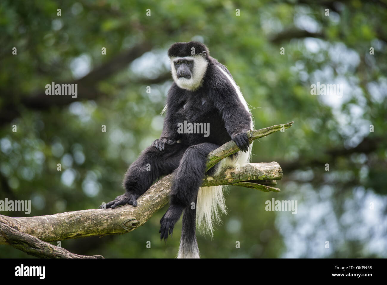 Mantled (guereza Colobus guereza) Foto Stock