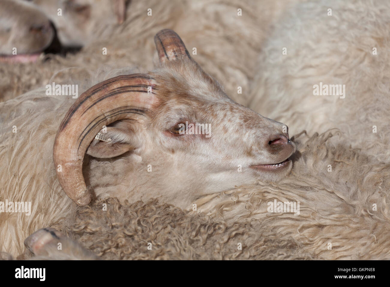 Raccolta di pecora, Islanda Foto Stock