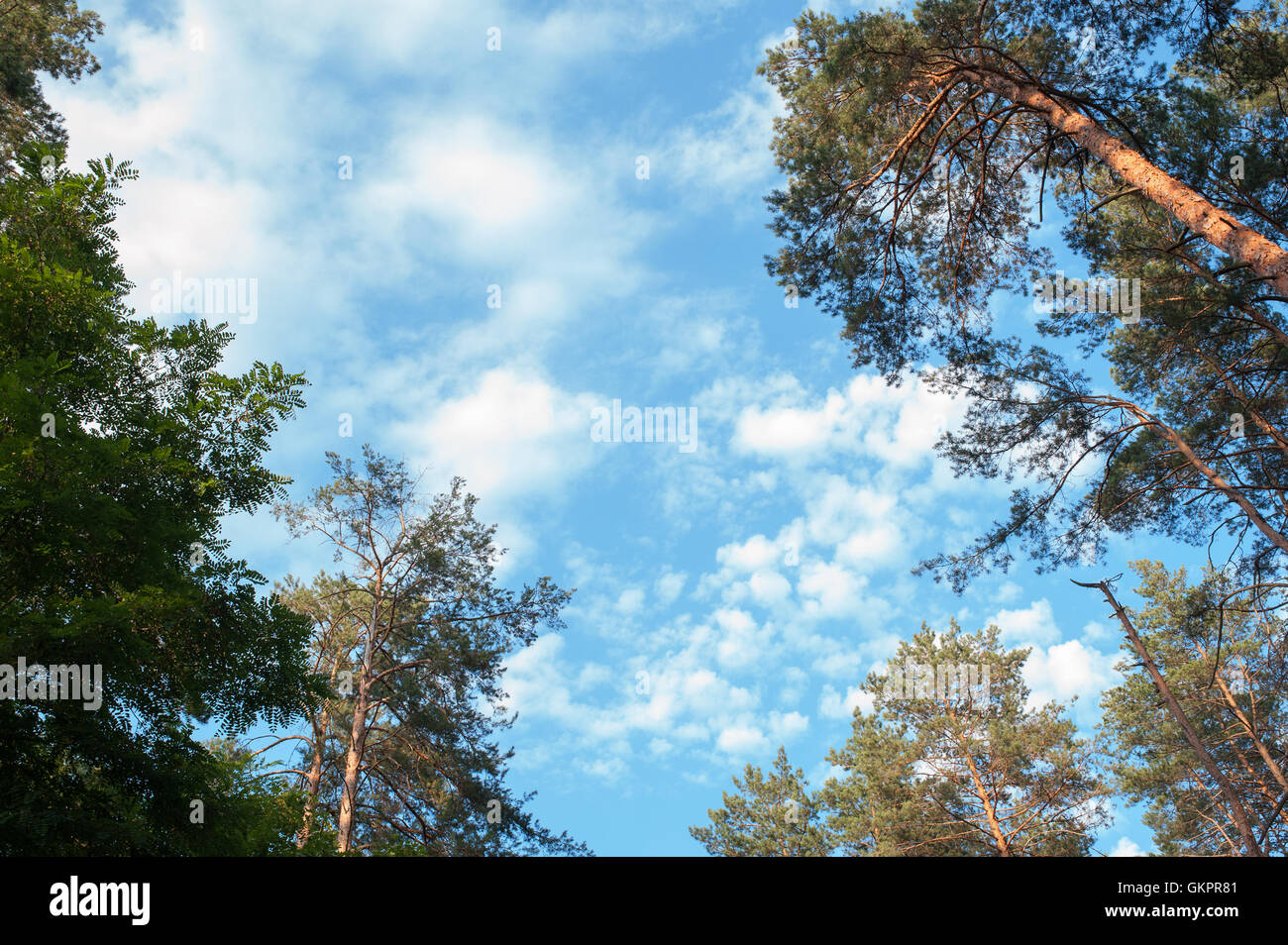 Pineta sullo sfondo del cielo con le nuvole Foto Stock