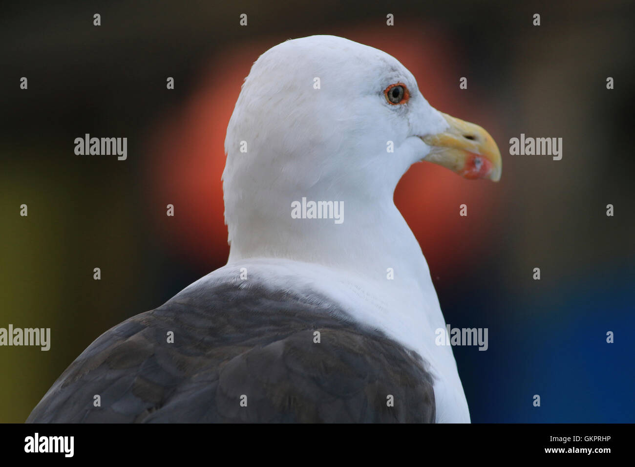La testa e la parte superiore del corpo colpo di grande nero-backed gull Foto Stock