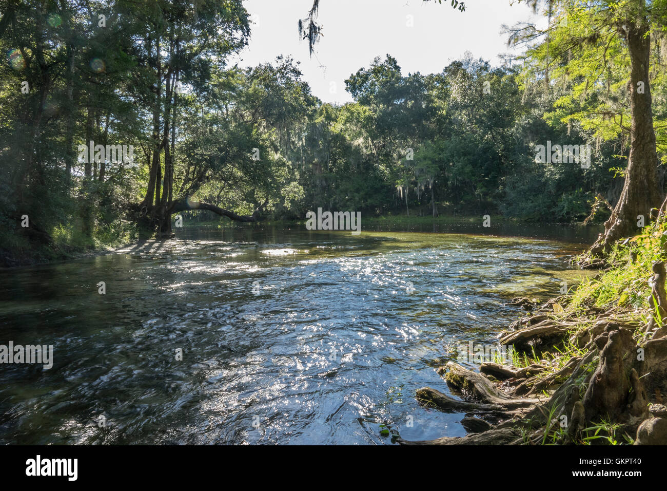 Cypress le ginocchia e le radici della banca di copertura delle molle di Poe correre a Santa Fe river, Gilchrist County, Florida Foto Stock