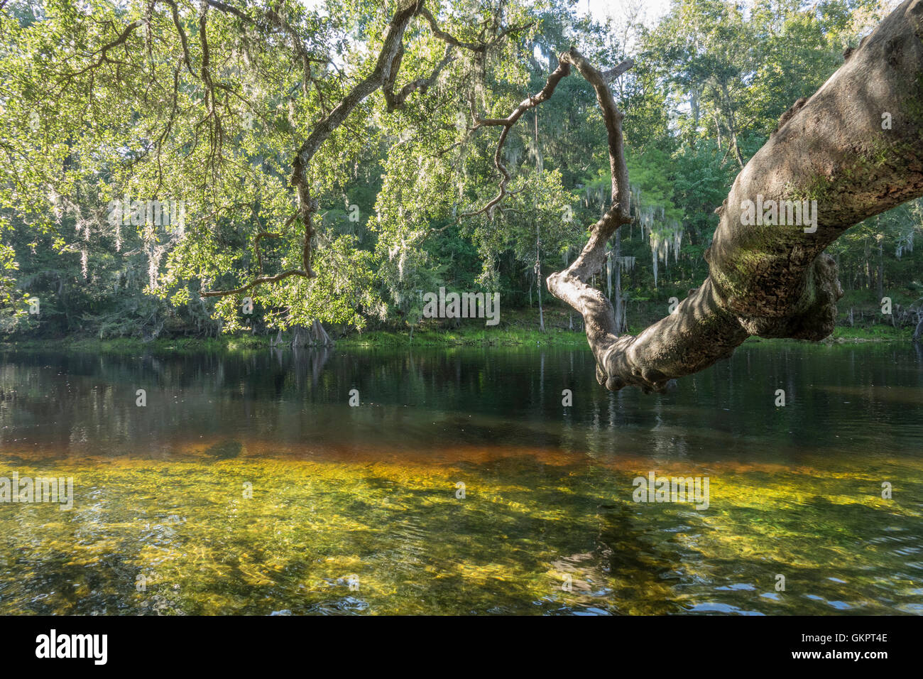 Albero di quercia che sovrastano la Santa Fe river a molle Poe, Gilchrist County, Florida Foto Stock