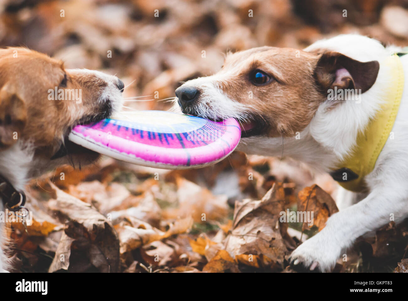 Due cani giocando tug guerra con disco su foglie di colore marrone Foto Stock