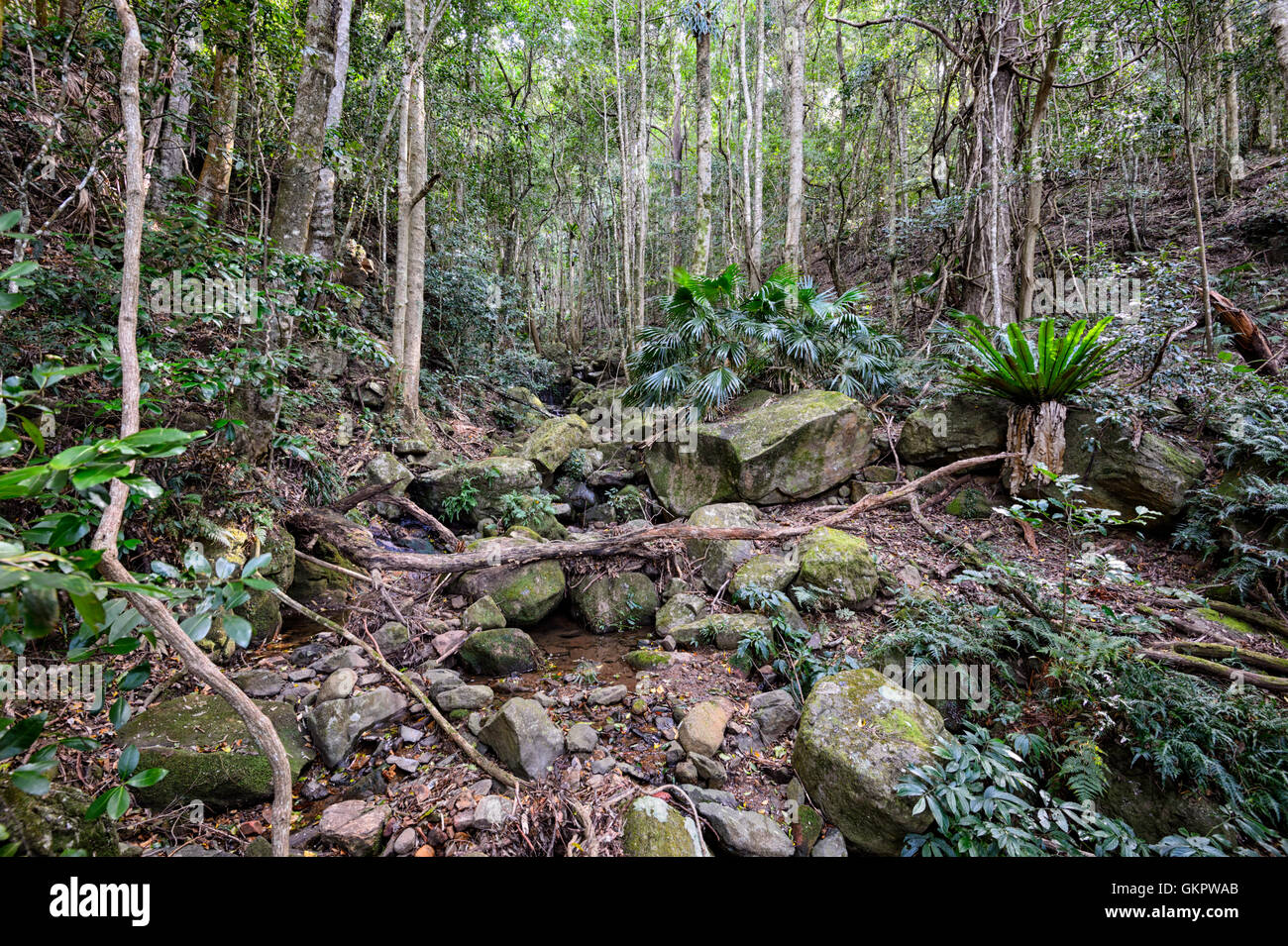 In Creekbed la temperata foresta pluviale Minnamurra Center, New South Wales, NSW, Australia Foto Stock