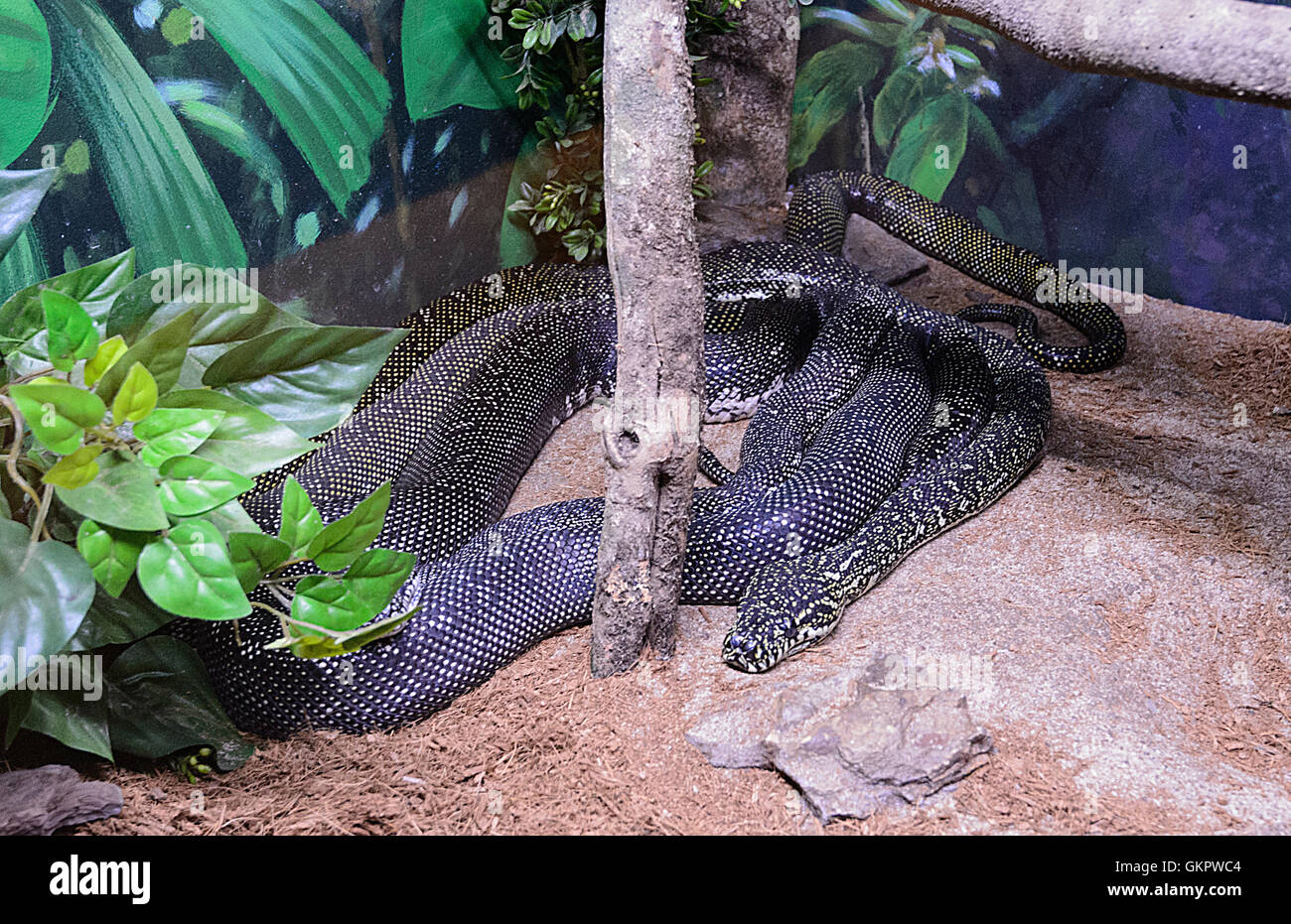 Diamond Python (Morelia spilota spilota), Australia Foto Stock