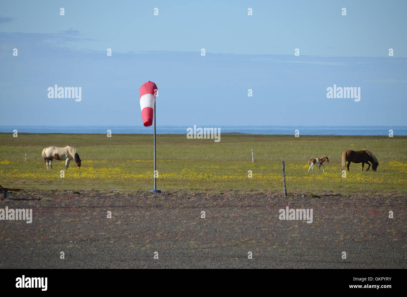 Cavalli in un aeroporto nel sud dell'Islanda Foto Stock