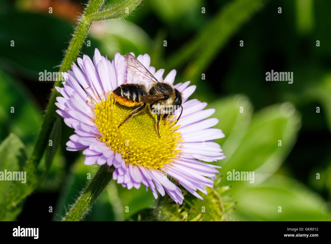 Patchwork foglia-Cutter Bee Megachile centuncularis adulto Alimentazione sul mare di fiori a margherita Foto Stock