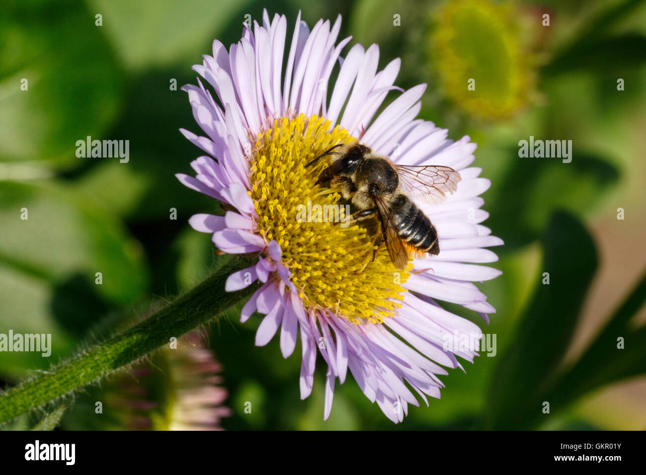 Patchwork foglia-Cutter Bee Megachile centuncularis adulto Alimentazione sul mare di fiori a margherita Foto Stock