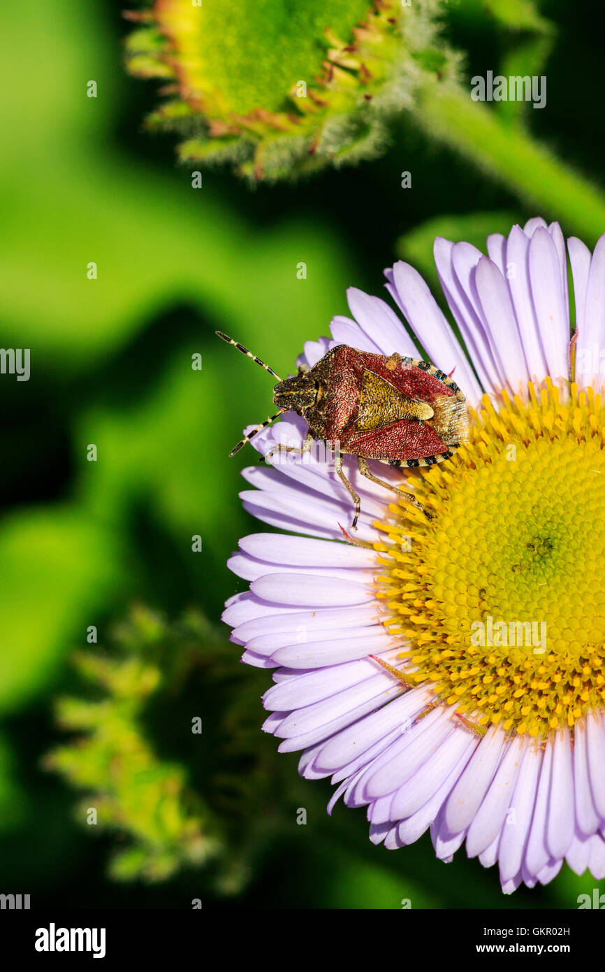 Hairy Shieldbug (Sloe Bug) Dolycaris baccarum su un mare di fiori a margherita Foto Stock