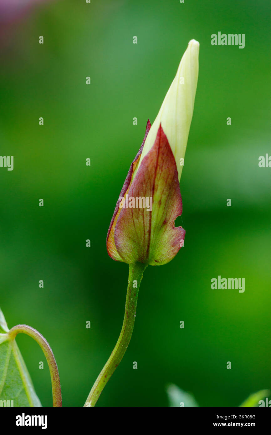 Hedge Centinodia Calystegia sepium close-up di germoglio di fiore Foto Stock