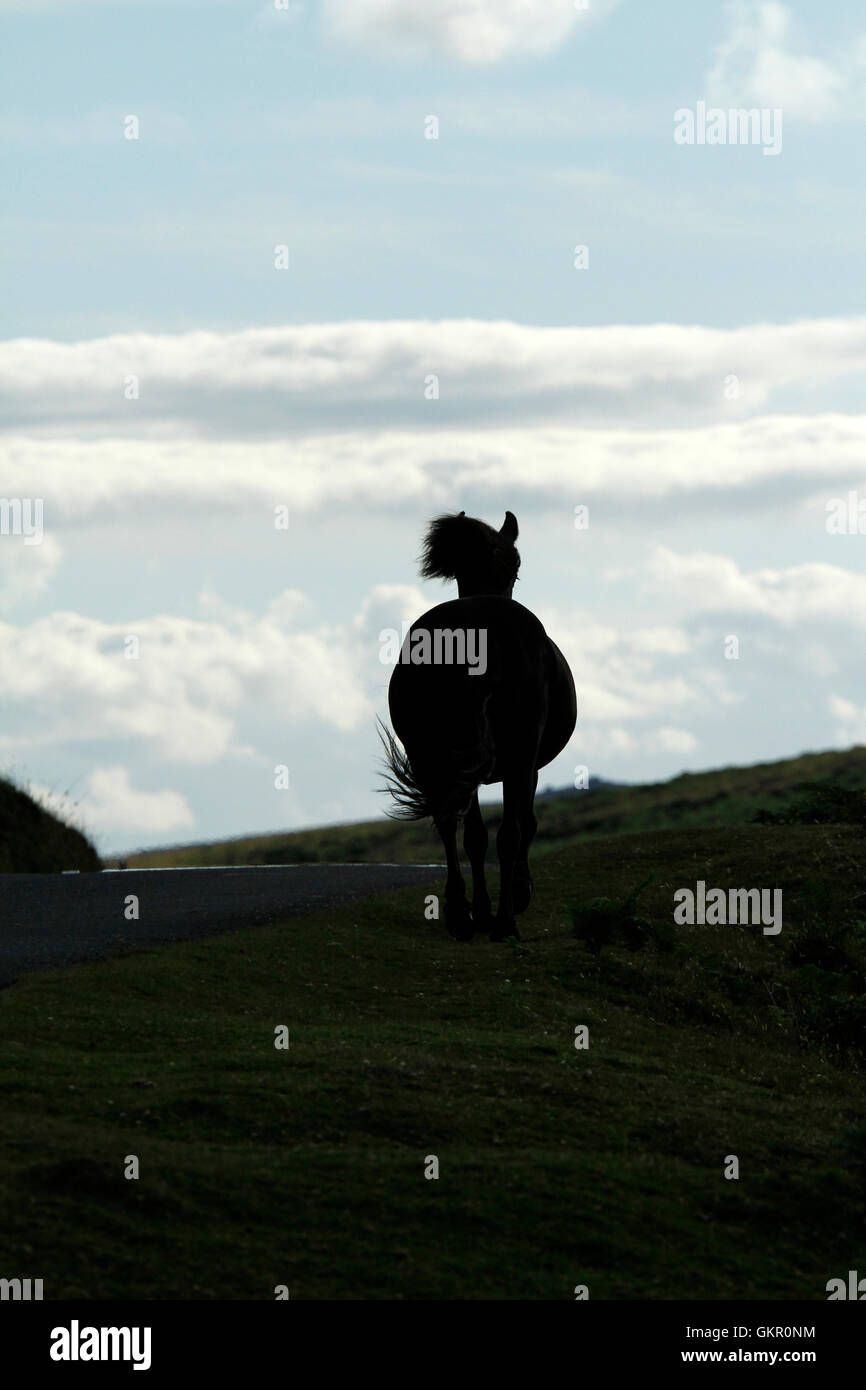 Silhouette di un cavallo al galoppo lontano in tarda serata, Wild & free attraverso l'aspro paesaggio di Dartmoor Foto Stock