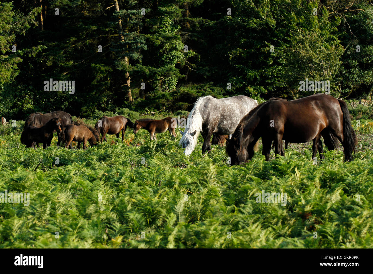 Dartmoor pony vagano liberi sulla brughiera, pascolo pacificamente in bracken, Wild & free Foto Stock
