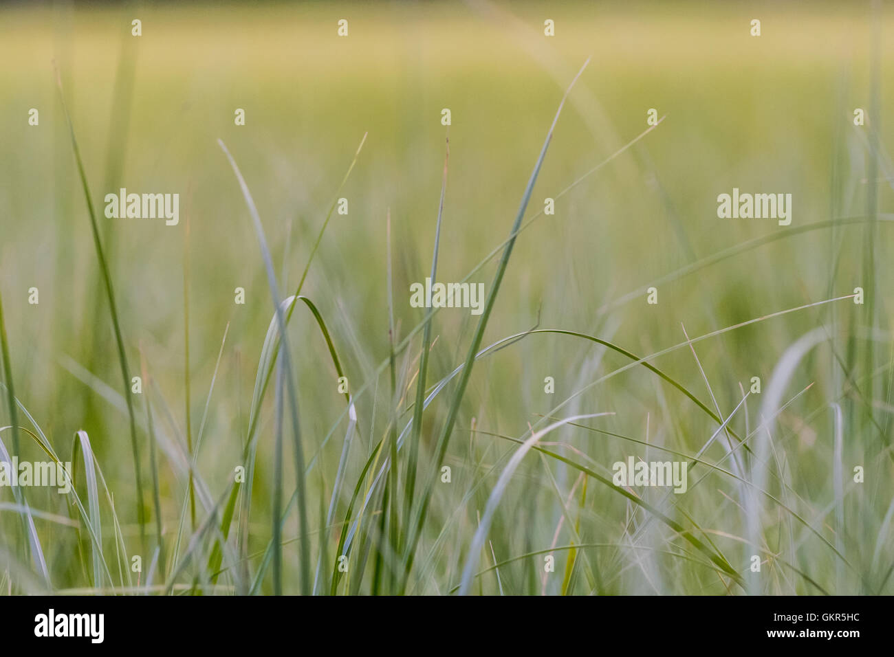 Erba alta Close Up con campo nebuloso in background Foto Stock