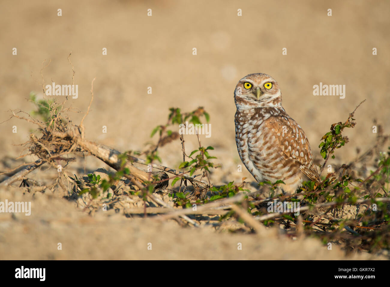 BirdAAV7998: scavando la civetta (Athene cunicularia), Florida USA di Bill Lea Dembinsky Associa foto Foto Stock
