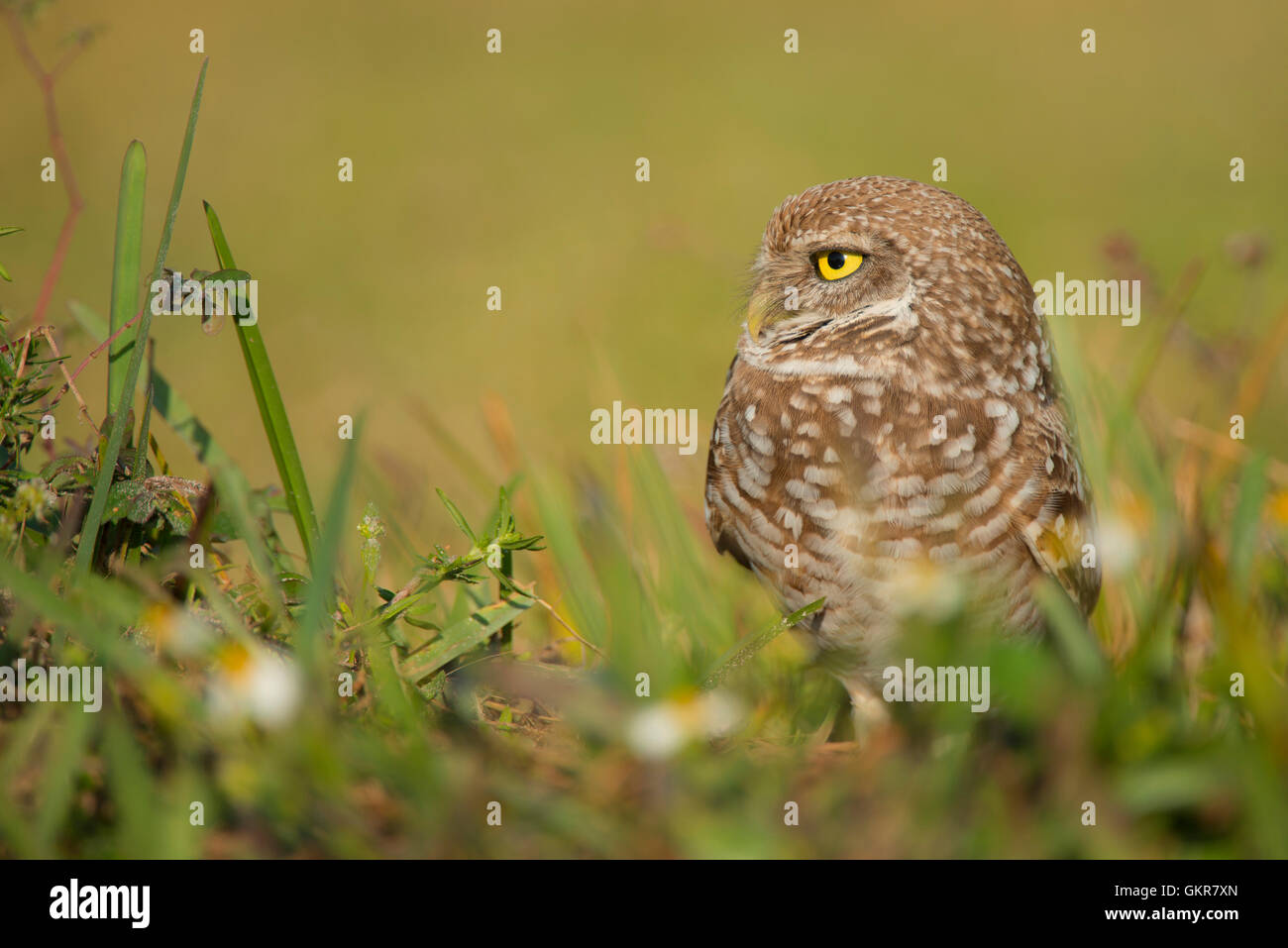 Scavando la civetta (Athene cunicularia), Florida USA Foto Stock