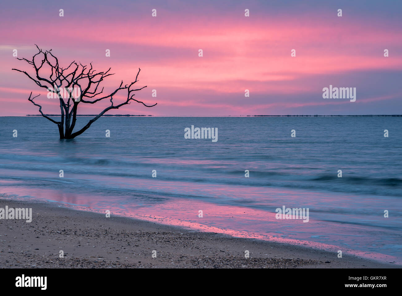 Sunrise, albero morto in fondali bassi di Oceano Atlantico, osso cantiere, Edisto Island, Botany Bay, Carolina del Sud e Stati Uniti d'America Foto Stock
