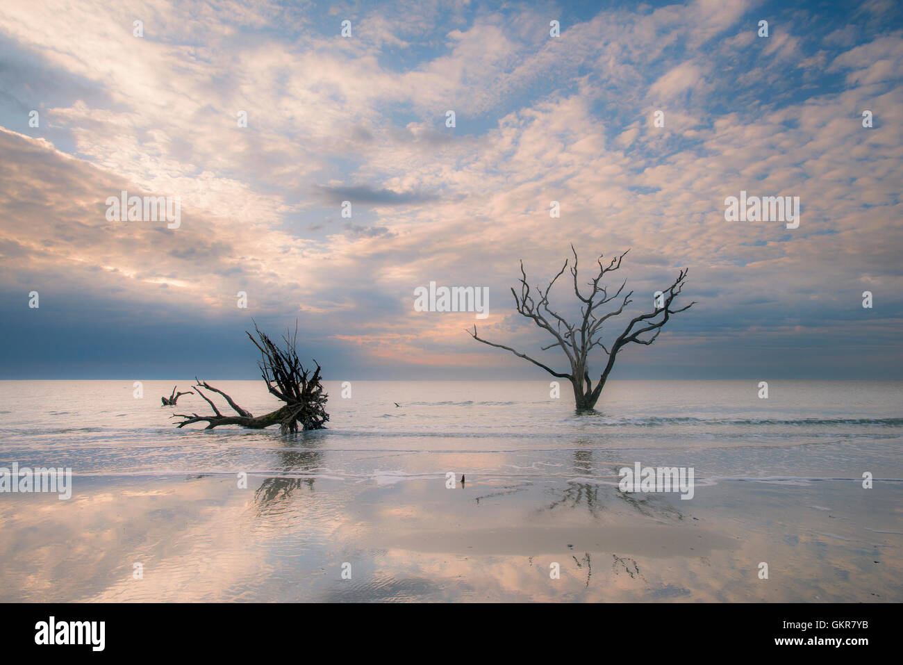 Sunrise, albero morto in fondali bassi di Oceano Atlantico, osso cantiere, Edisto Island, Botany Bay, Carolina del Sud e Stati Uniti d'America Foto Stock