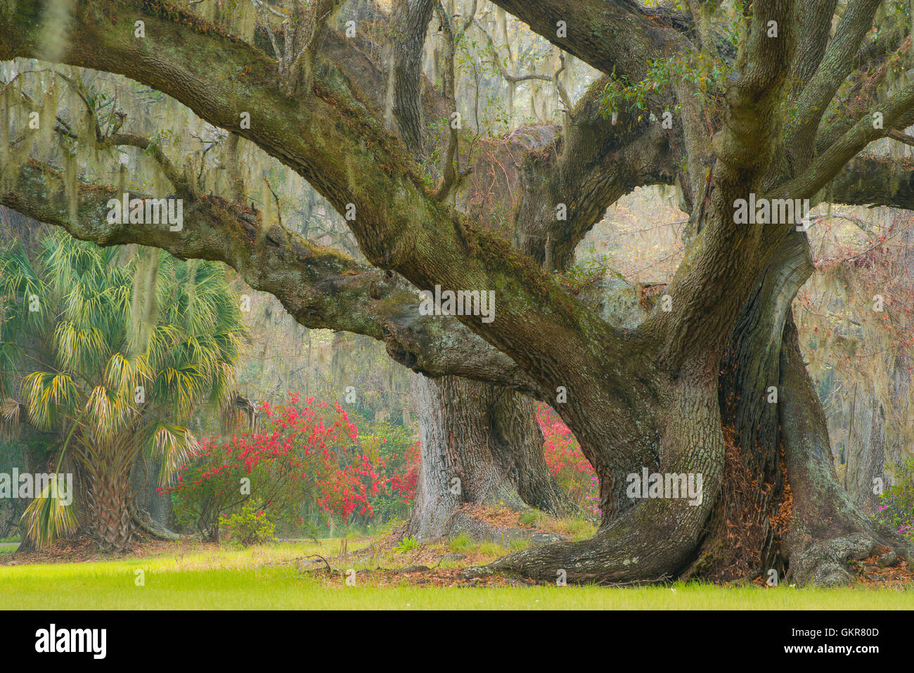 Live leccio (Quercus virginiana) e muschio Spagnolo (Tilandsia useneoides), Edisto Island, Carolina del Sud e Stati Uniti d'America Foto Stock