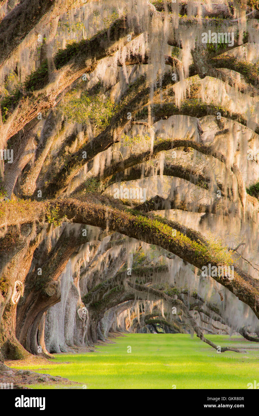 Live leccio (Quercus virginiana) e muschio Spagnolo (Tilandsia useneoides), Edisto Island, Carolina del Sud e Stati Uniti d'America Foto Stock
